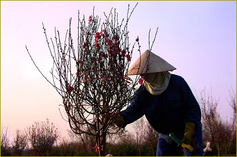 Những cành đào nhỏ được tỉa bán dần từ dịp tết Dương lịch.