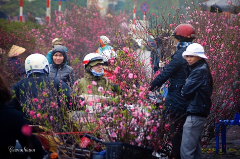 Người dân cũng bắt đầu chọn mua đào để biếu tặng, hay đặt trước những cây đào có thế đẹp để sát Tết lấy