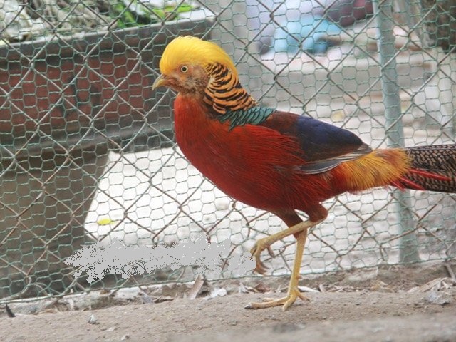 Nhà giàu mạnh tay chi nghìn đô