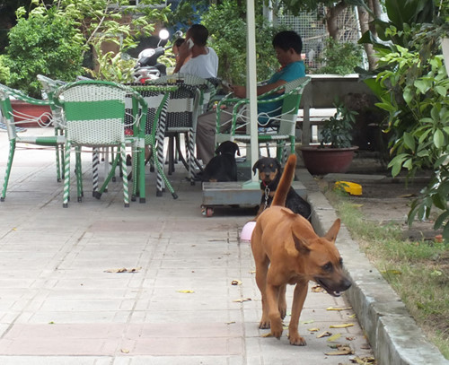Chó điên chạy vào trường cắn hàng loạt học sinh