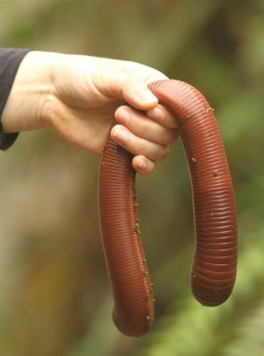Điều gì xảy ra khi bạn nuốt một con giun đất vào bụng?