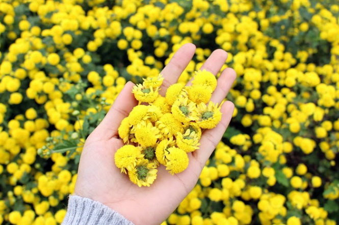 Hoa cúc “tiến vua” ở Hưng Yên rực vàng đón Tết