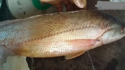 Cả nhà chia 
