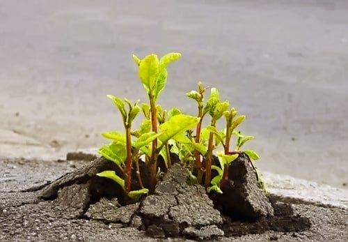 Một gốc cây xanh đẩy đường nhựa lên để đâm chồi nảy lộc.
