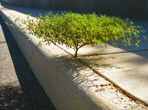 Một cây nhỏ lách vào khe hở xi măng để vươn lên.