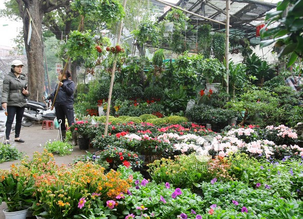 Nên mua những loại cây cảnh nào cho Tết 2016 đầy tài lộc?