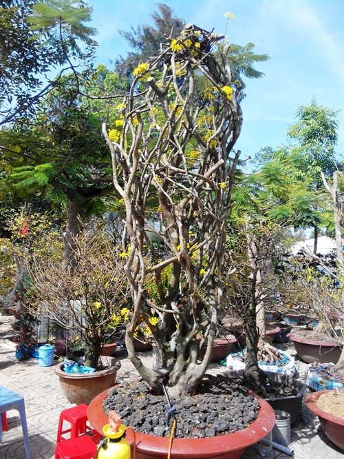 Cây mai lạ 50 tuổi hình tổ chim, hoa mọc từ thân