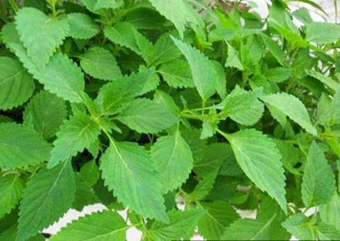Những bài thuốc dân gian đơn giản bạn phải nhớ suốt đời