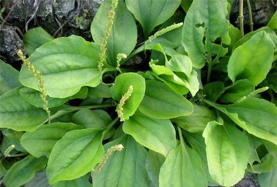 3 loại cây là 