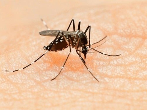 Loại muỗi lây truyền Virus Zika nguy hiểm thế nào?