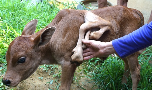 Xôn xao bò đẻ ra bê có 7 chân ở Nghệ An