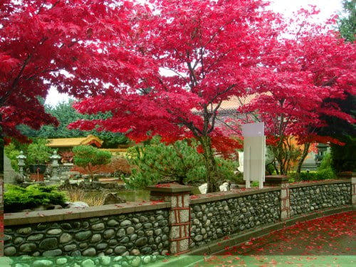 Trồng cây to cạnh nhà sẽ “hút” tài lộc, tiền vào như nước