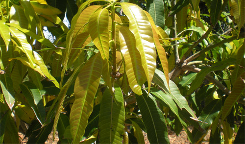 Thần dược chữa bệnh