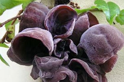 Top 4 thực phẩm hàng đầu giúp ngăn ngừa độc tố cho Sh88bet đăng ký miễn phí