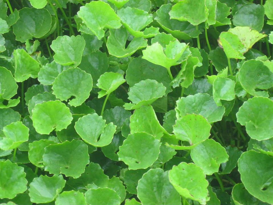 Vì sao rau má được xem là