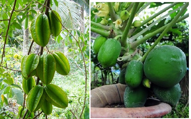 Hướng dẫn trồng khế, đu đủ trĩu trịt quả trong thùng xốp