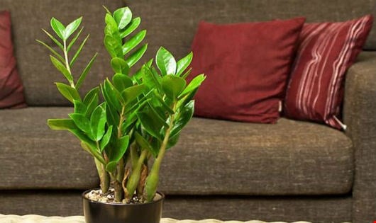 Cây “hút lộc” chứa chất giết người