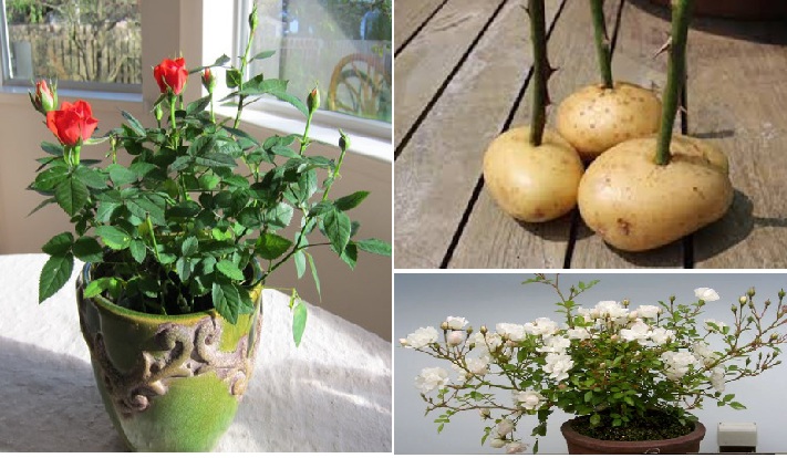 Cách trồng hoa hồng lớn nhanh như thổi, sai hoa bằng... khoai tây