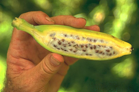 Bài thuốc dân gian