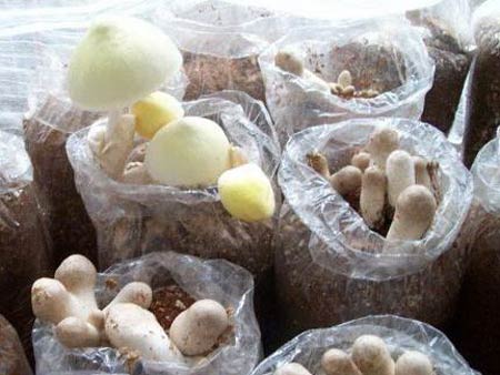 Cách trồng nấm rơm trên mùn cưa
