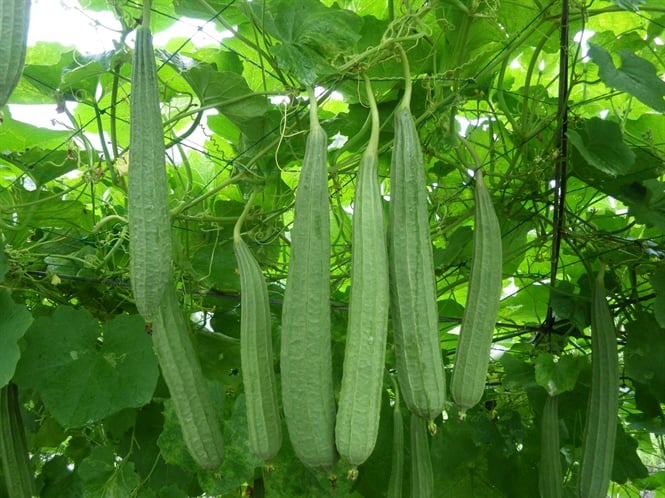 Bị những bệnh này chỉ cần dùng quả mướp là khỏi