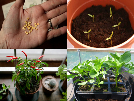 Cách trồng ớt cay trong chậu ra trái ăn quanh năm
