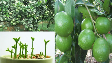 Cách trồng chanh trên sân thượng cho ăn trái quanh năm