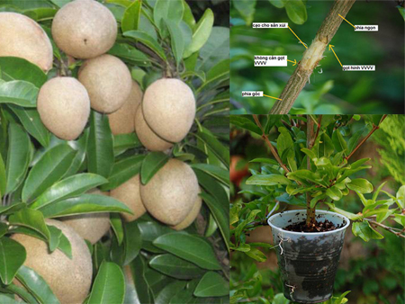 Hướng dẫn trồng hồng xiêm chiết mau ra quả, năng suất cao