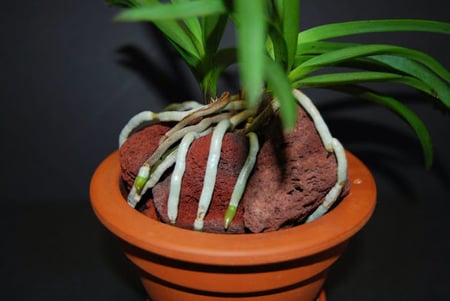 Trồng lan bằng viên đất nung
