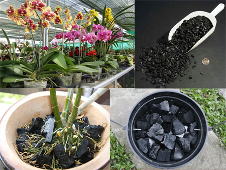 Cách trồng lan bằng than củi