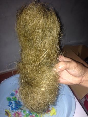 Mổ lợn thấy