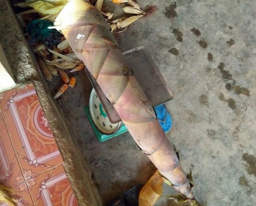 Củ măng