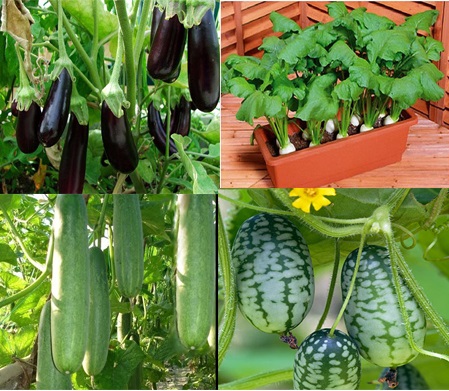 4 loại rau củ trồng bằng chậu lớn nhanh như thổi