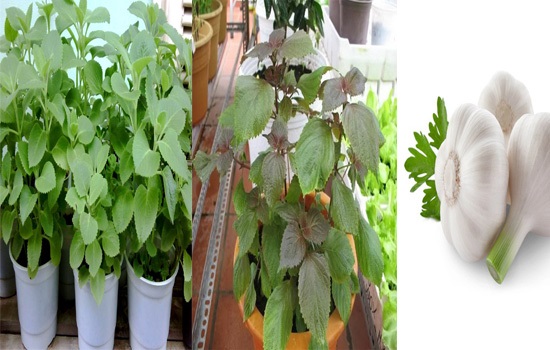 Cách trồng đơn giản cho 3 cây gia vị chữa bệnh ngay tại nhà (P.1)