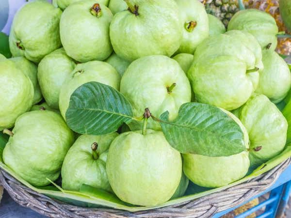 Ổi có chứa nhiều chất xơ, khoáng chất, protein thiết yếu cho việc điều chỉnh sự trao đổi chất, qua đó thúc đẩy giảm cân.
