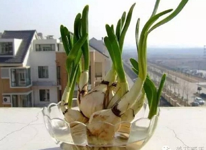 trong-toi-bang-nuoc