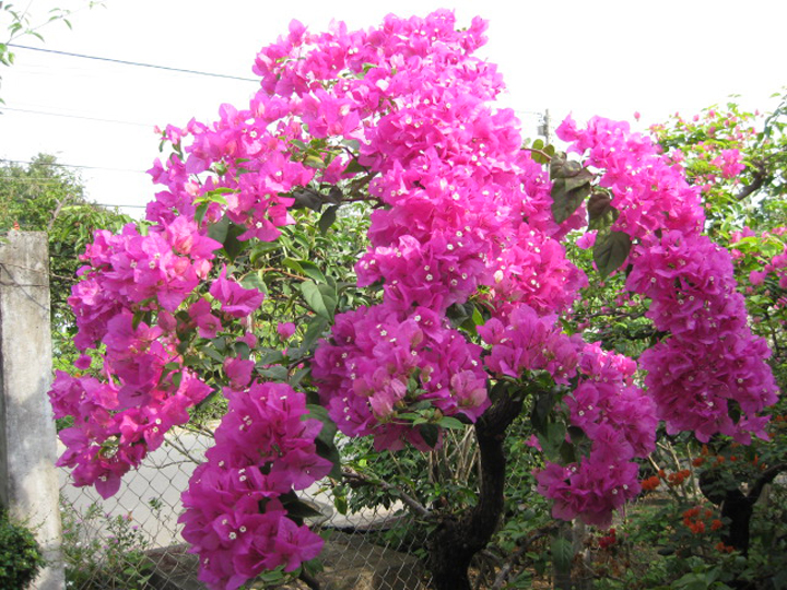 Cay-Hoa-Giay-4