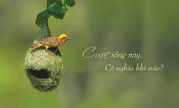y-nghia-cuoc-song