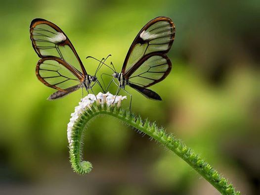 b22b14aade1ee909e55bd80c4466bf04--beautiful-butterflies-beautiful-bugs