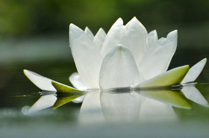 Lian_Lotus_bluete