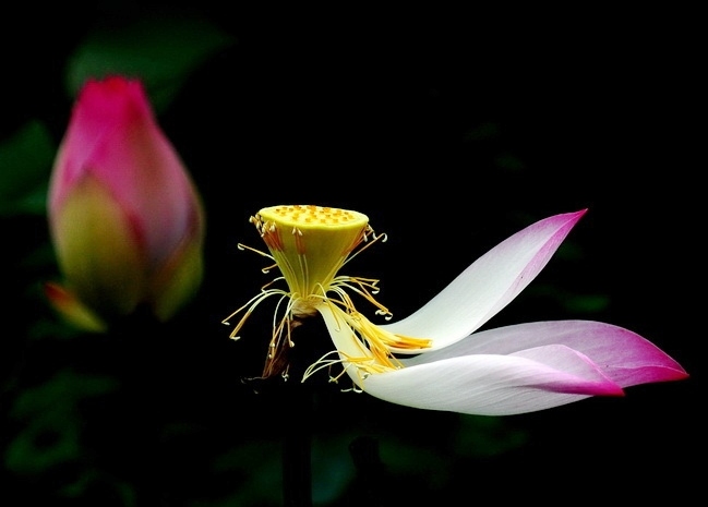 vo_thuong_lotus_216682044