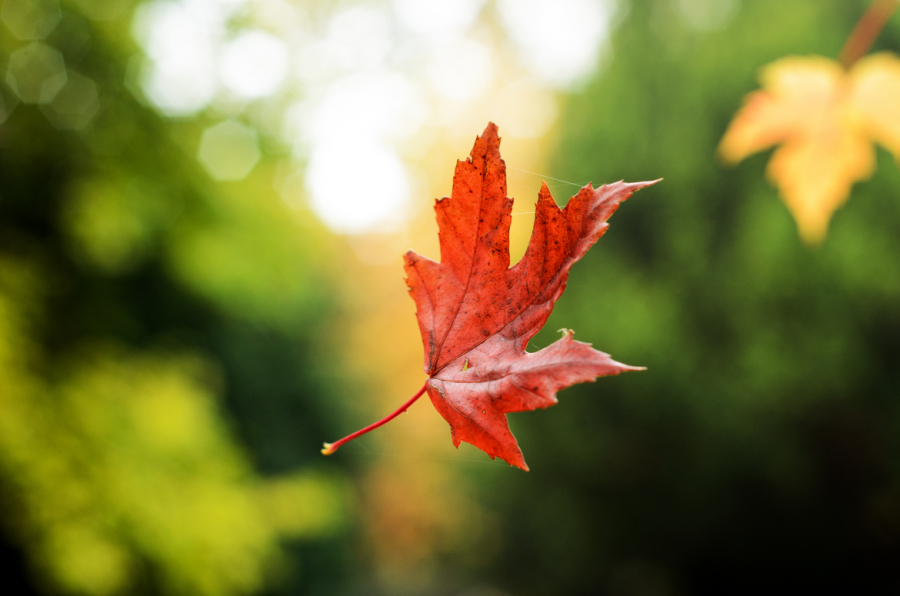 leaf