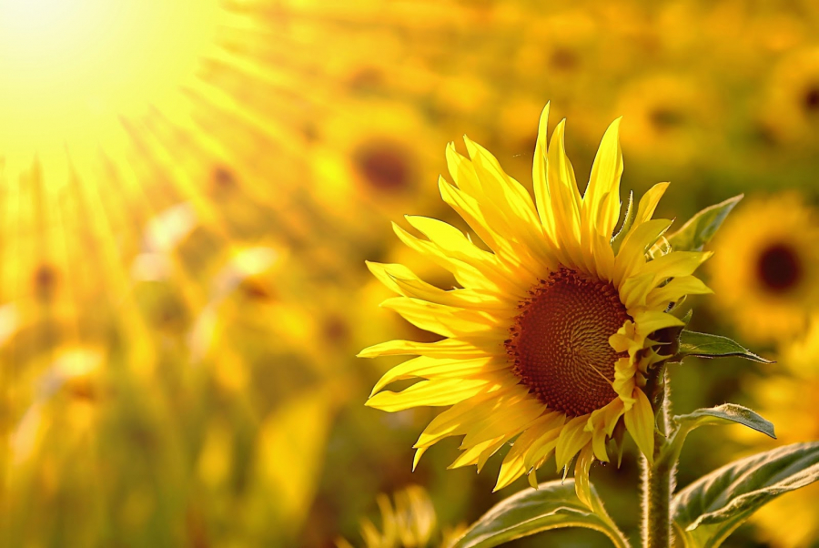 Sunflower