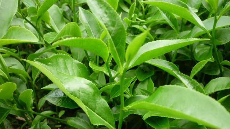 2-cong-dung-cua-tra-xanh1-750x420