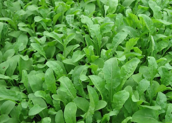 Arugula