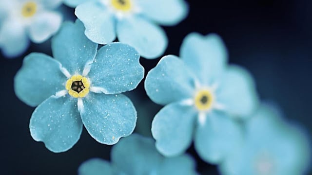 1920x1080-earth_blue_flower-10538