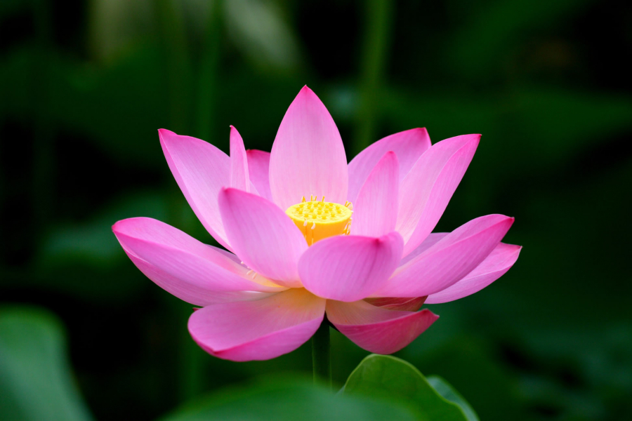 vo_thuong
