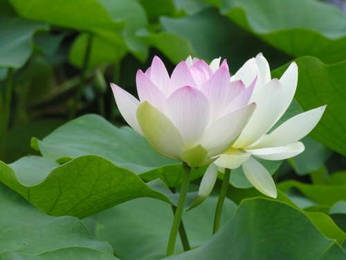 hoa-sen-trang-9