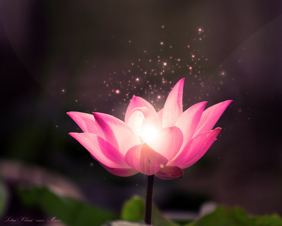 free-lotus-flower-wallpaper