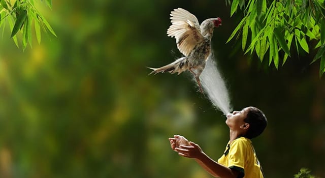 Herman-Damar-Indonesia-chicken-wash